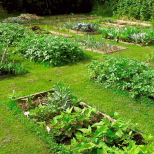 Initiation à la permaculture et jardinage permaculturel