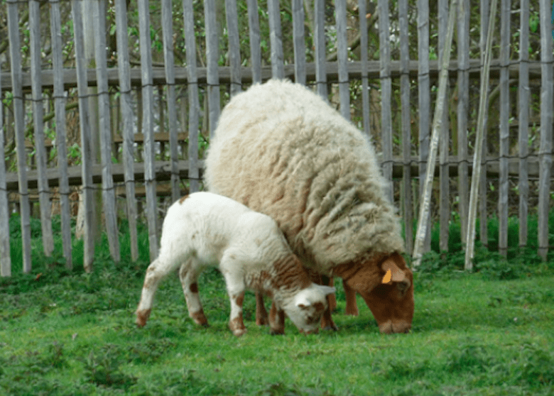 Rencontre mouton
