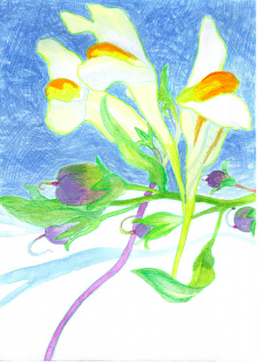Illustration, article, 1001 plantes, linaire commune, Jessica Mayne