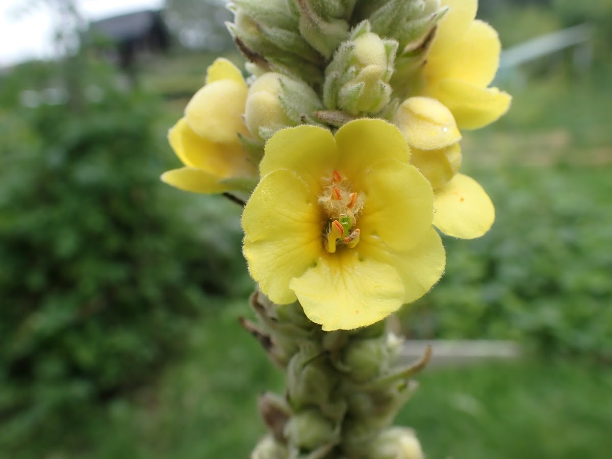 Le bouillon blanc TournesolZonnebloem