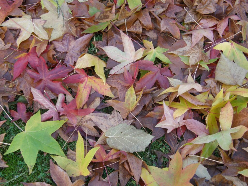 Pause nature, feuille, promenade , automne