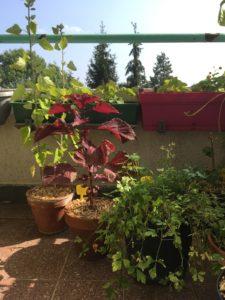 plantes en pot sur une terrasse