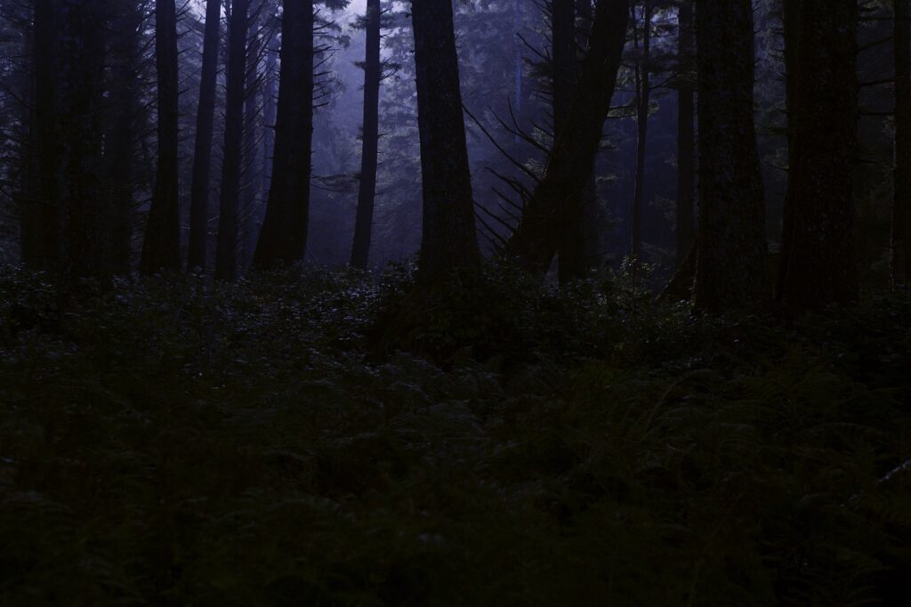 crépuscule en forêt