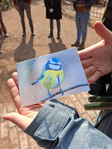les oiseaux et les traces d'animaux