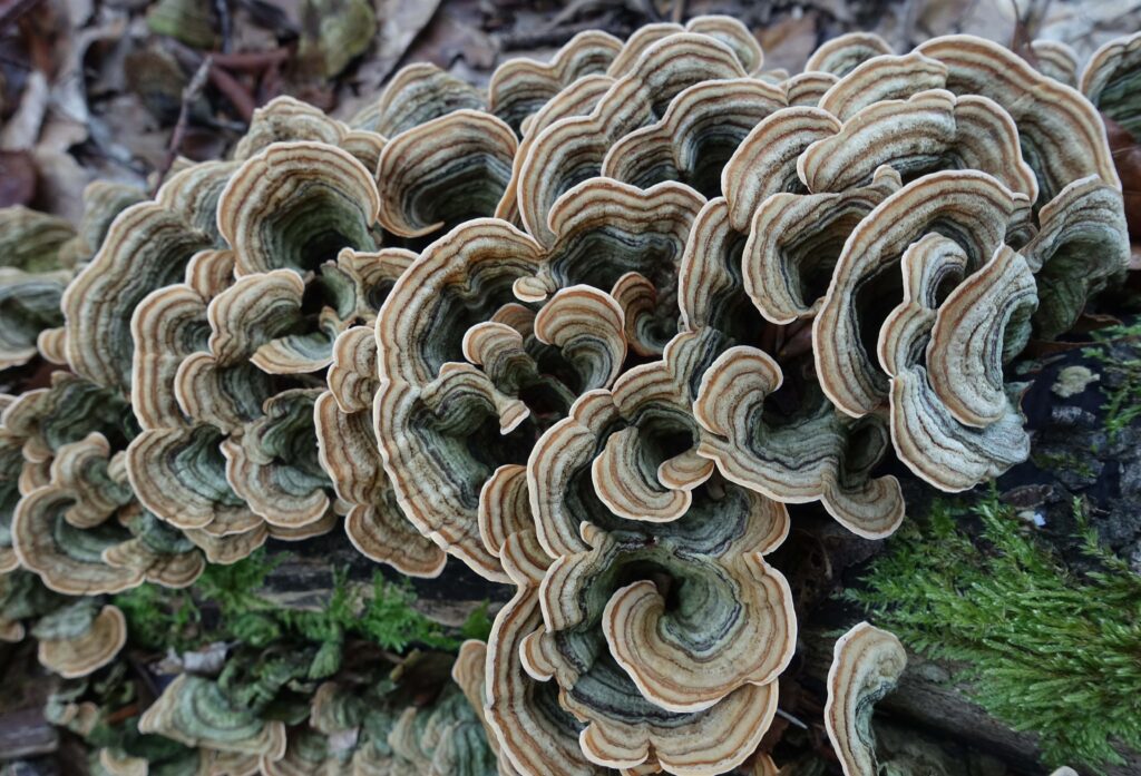 champignon mycologie