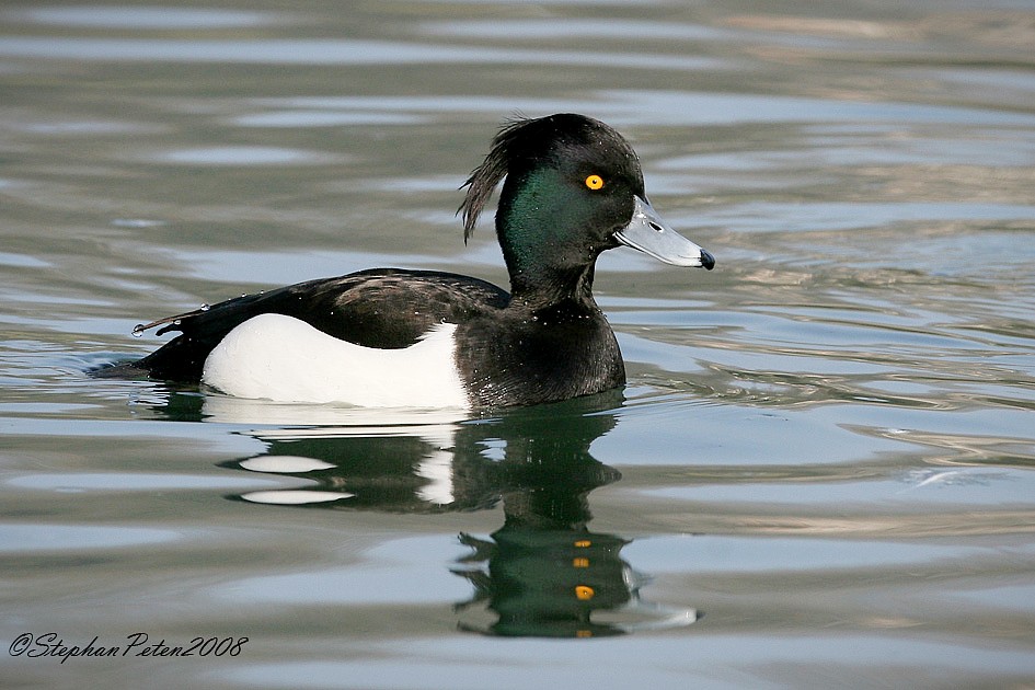 Fuligule morillon mâle