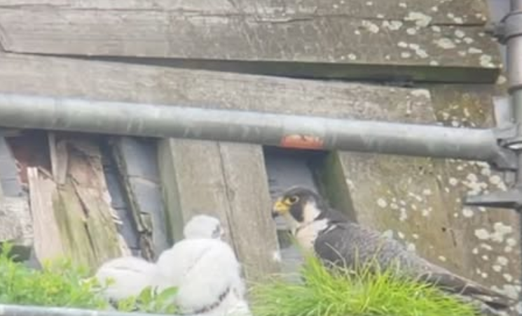 Faucons pèlerins