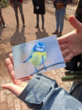 les oiseaux et les traces d'animaux