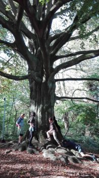 Teambuilding, activité groupe d'adultes, arbre, forest